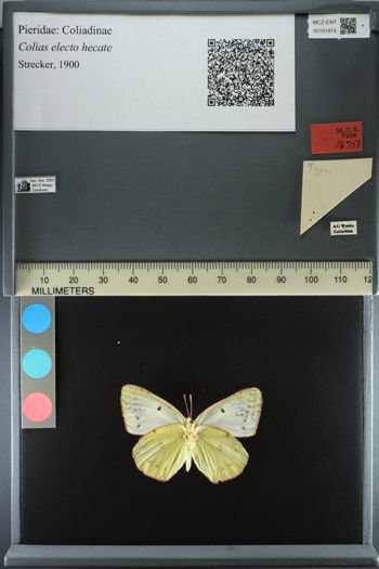 Media type: image;   Entomology 191974